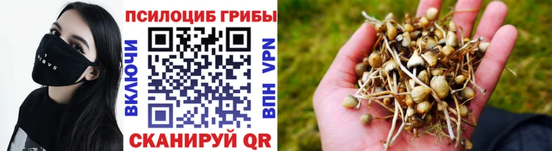 Псилоцибиновые грибы Psilocybine cubensis  Тобольск 
