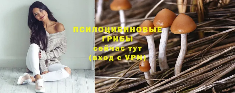 Галлюциногенные грибы Magic Shrooms  Тобольск 